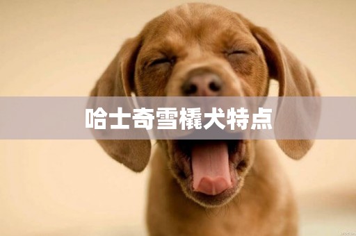 哈士奇雪橇犬特點