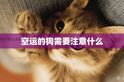 空運的狗需要注意什么