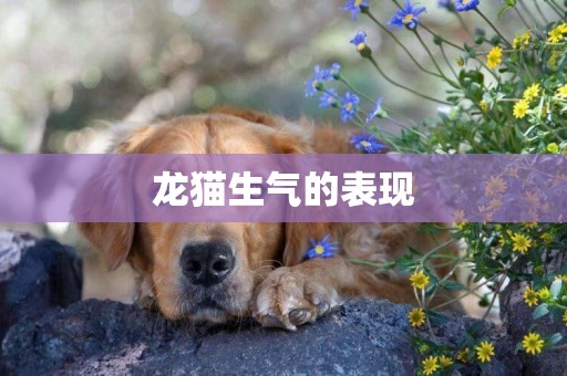 龍貓生氣的表現