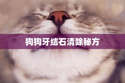 狗狗牙結石清除秘方