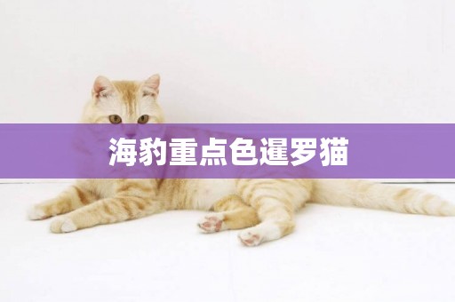海豹重點色暹羅貓