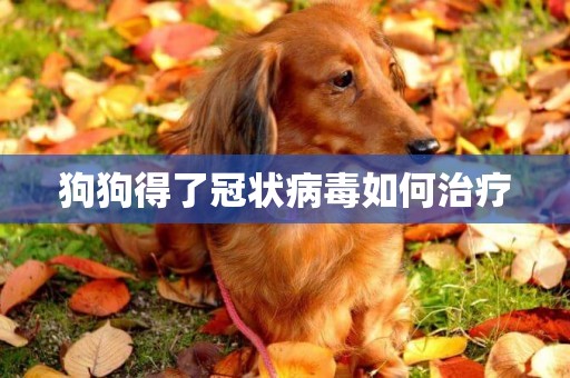 狗狗得了冠狀病毒如何治療