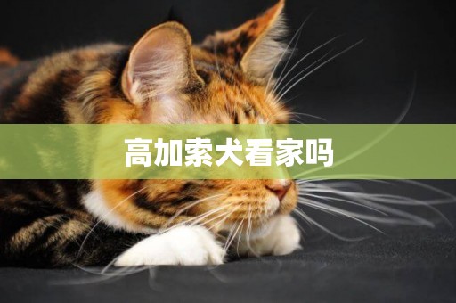 高加索犬看家嗎