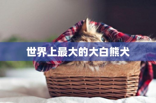 世界上最大的大白熊犬