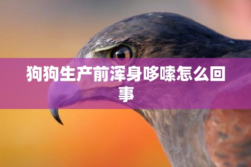 狗狗生產前渾身哆嗦怎么回事