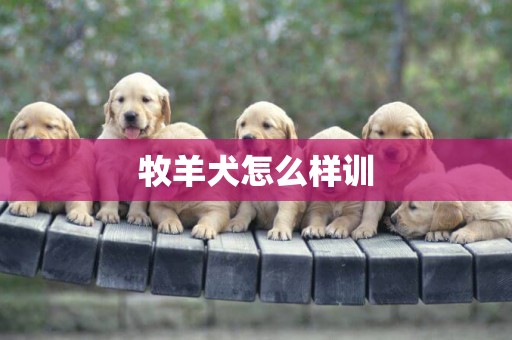 牧羊犬怎么樣訓