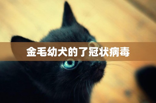 金毛幼犬的了冠狀病毒