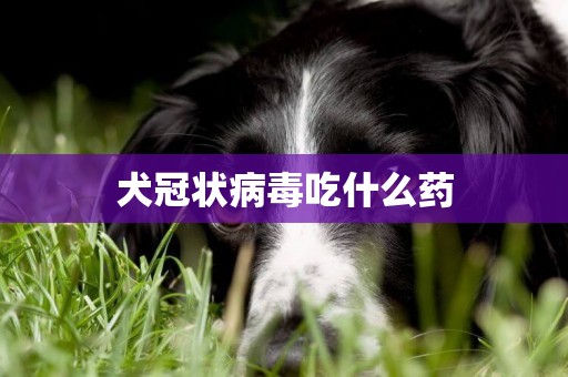 犬冠狀病毒吃什么藥