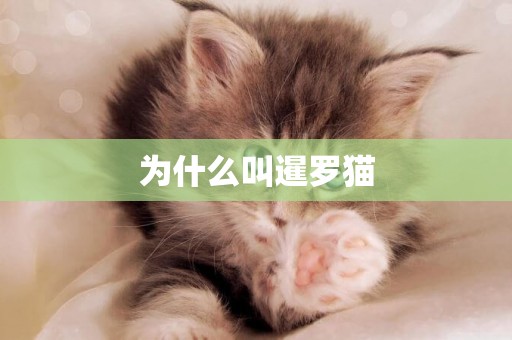 為什么叫暹羅貓