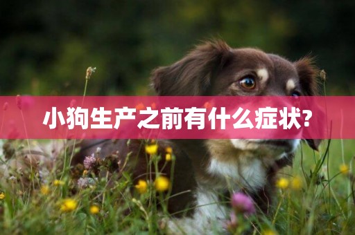 小狗生產之前有什么癥狀?