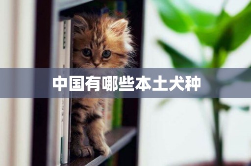 中國有哪些本土犬種