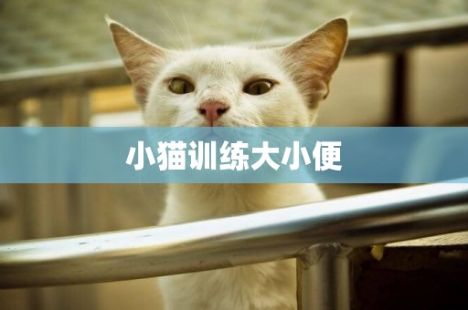 小貓訓練大小便