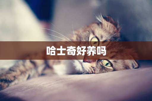 哈士奇好養嗎