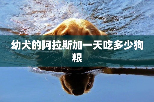 幼犬的阿拉斯加一天吃多少狗糧