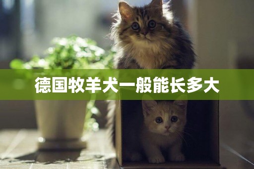 德國牧羊犬一般能長多大