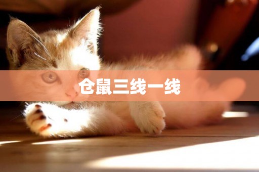 倉鼠三線一線