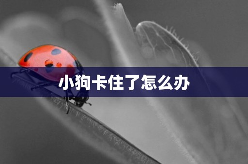 小狗卡住了怎么辦
