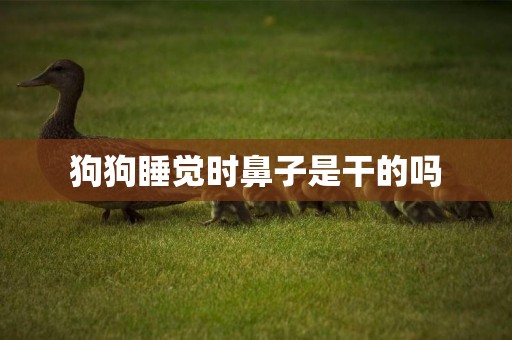 狗狗睡覺時鼻子是干的嗎