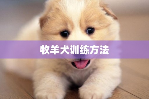 牧羊犬訓練方法