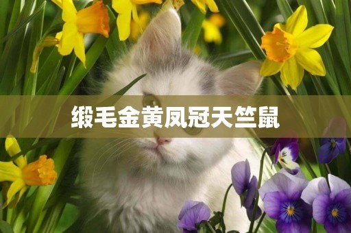緞毛金黃鳳冠天竺鼠