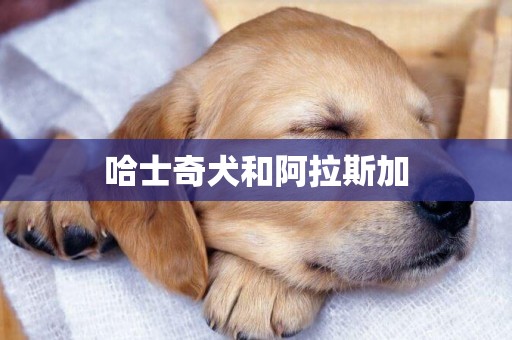 哈士奇犬和阿拉斯加