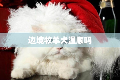 邊境牧羊犬溫順嗎