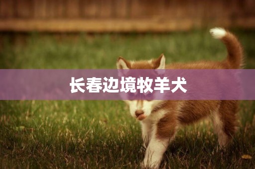 長春邊境牧羊犬
