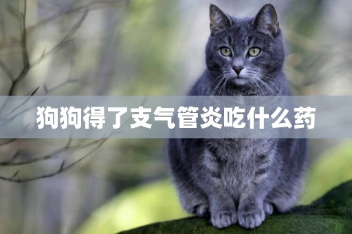 狗狗得了支氣管炎吃什么藥