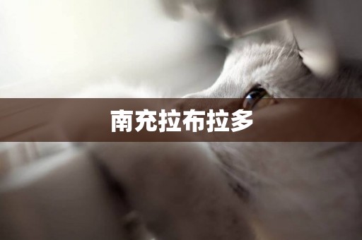 南充拉布拉多