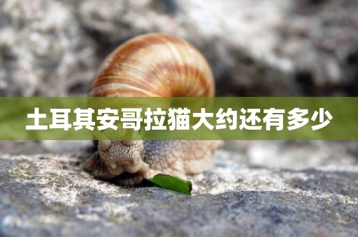 土耳其安哥拉貓大約還有多少