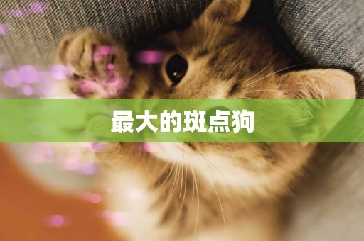最大的斑點狗