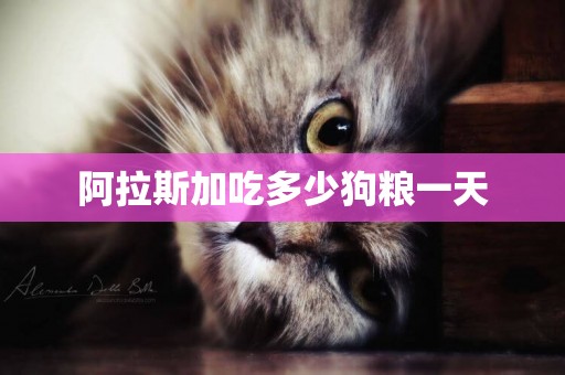阿拉斯加吃多少狗糧一天