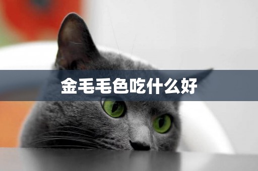 金毛毛色吃什么好