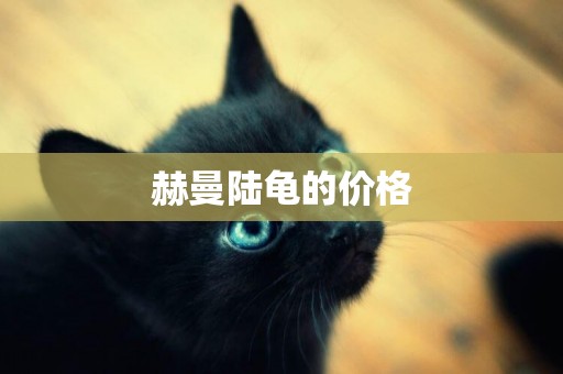 赫曼陸龜的價格