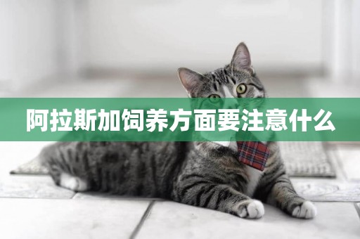 阿拉斯加飼養方面要注意什么