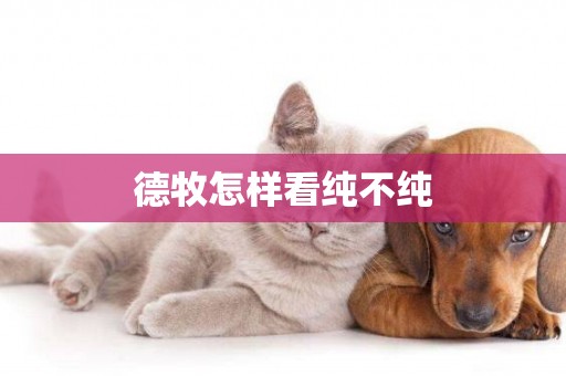德牧怎樣看純不純