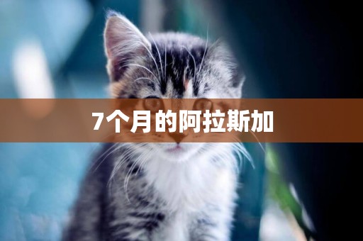 7個月的阿拉斯加