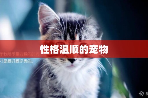 性格溫順的寵物
