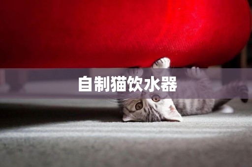 自制貓飲水器