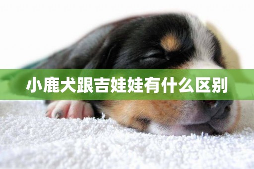 小鹿犬跟吉娃娃有什么區別