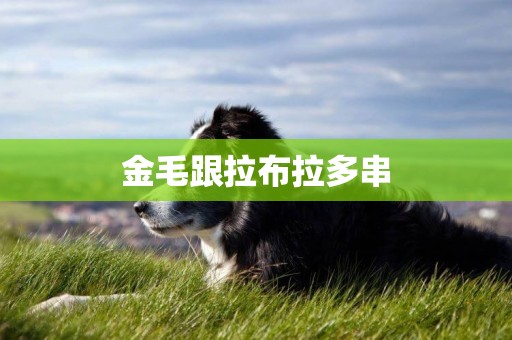 金毛跟拉布拉多串