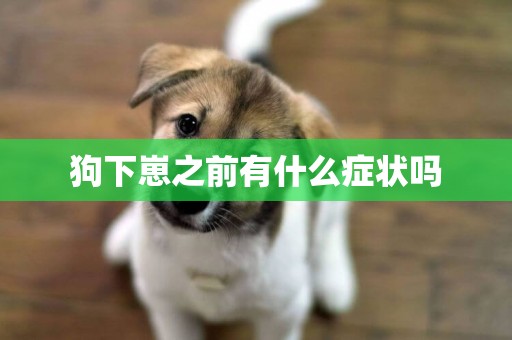狗下崽之前有什么癥狀嗎