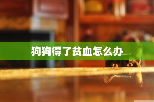 狗狗得了貧血怎么辦