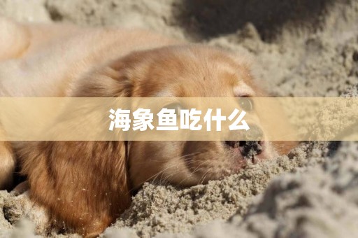 海象魚吃什么