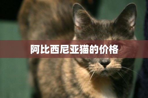 阿比西尼亞貓的價格