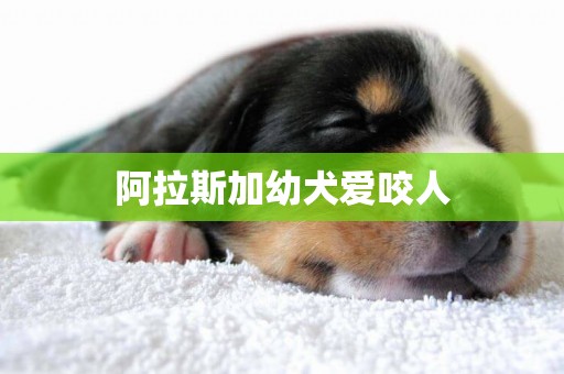 阿拉斯加幼犬愛咬人