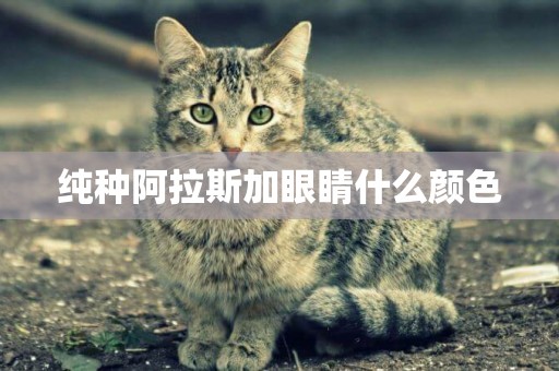 純種阿拉斯加眼睛什么顏色