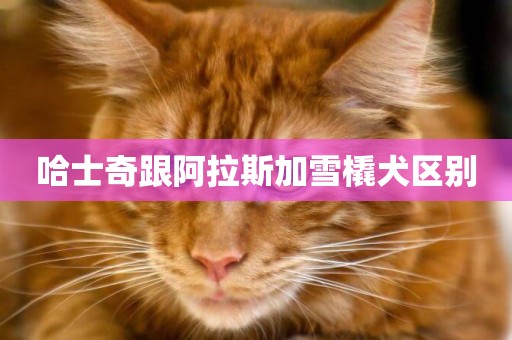 哈士奇跟阿拉斯加雪橇犬區別