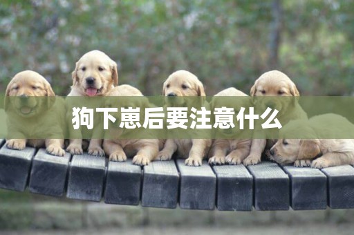 狗下崽后要注意什么