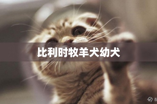 比利時牧羊犬幼犬